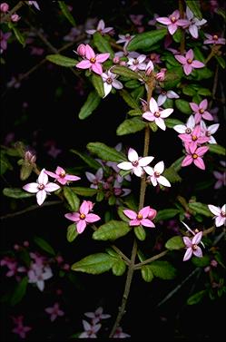 APII jpeg image of Boronia mollis 'Lorne Pride'  © contact APII