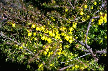 APII jpeg image of Boronia purdieana subsp. purdieana  © contact APII