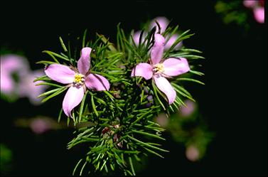 APII jpeg image of Boronia subulifolia  © contact APII