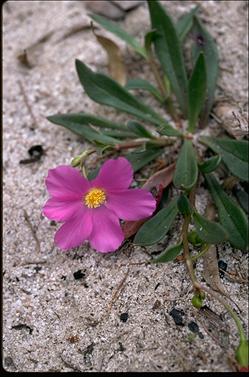 APII jpeg image of Calandrinia balonensis  © contact APII