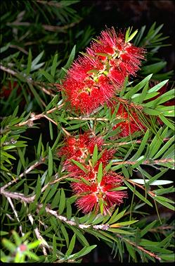 APII jpeg image of Callistemon viminalis 'Rose Opal'  © contact APII