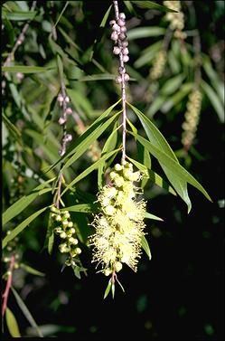 APII jpeg image of Callistemon formosus  © contact APII