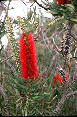 APII jpeg image of Callistemon glaucus  © contact APII