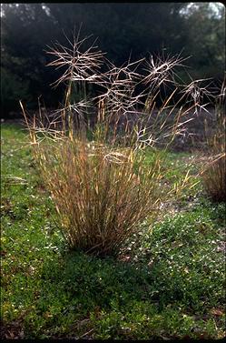 APII jpeg image of Austrostipa elegantissima  © contact APII