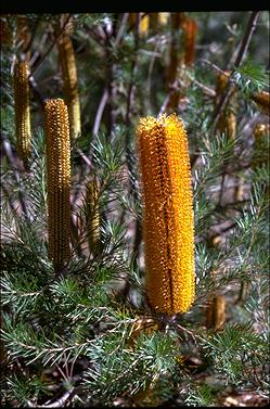 APII jpeg image of Banksia 'Giant Candles'  © contact APII