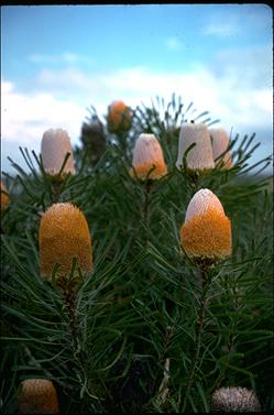 APII jpeg image of Banksia hookeriana  © contact APII