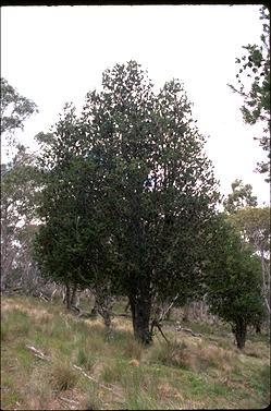 APII jpeg image of Banksia marginata  © contact APII