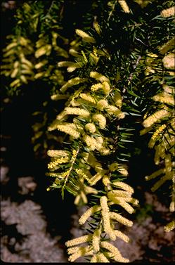 APII jpeg image of Acacia oxycedrus  © contact APII