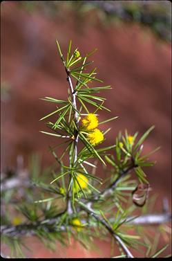 APII jpeg image of Acacia tetragonophylla  © contact APII