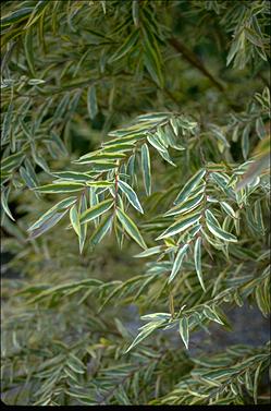 APII jpeg image of Agonis flexuosa 'Willow Gold'  © contact APII