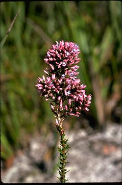 APII jpeg image of Andersonia caerulea  © contact APII