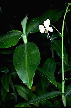 APII jpeg image of Aneilema acuminatum  © contact APII