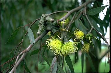 APII jpeg image of Eucalyptus megacornuta  © contact APII