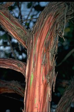 APII jpeg image of Eucalyptus orbifolia  © contact APII