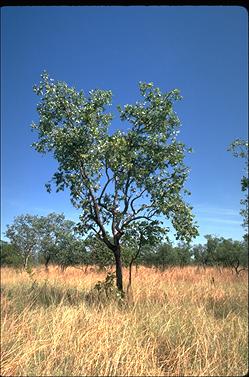 APII jpeg image of Eucalyptus pruinosa  © contact APII