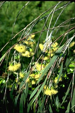 APII jpeg image of Eucalyptus sepulcralis  © contact APII