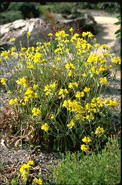 APII jpeg image of Goodenia glomerata  © contact APII