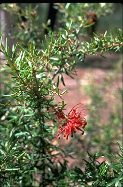 APII jpeg image of Grevillea 'Poorinda Constance'  © contact APII