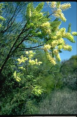 APII jpeg image of Grevillea annulifera  © contact APII