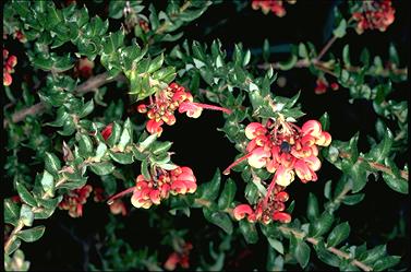 APII jpeg image of Grevillea baueri  © contact APII