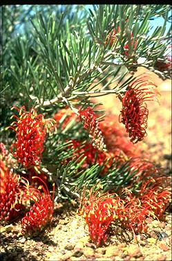 APII jpeg image of Grevillea beardiana  © contact APII