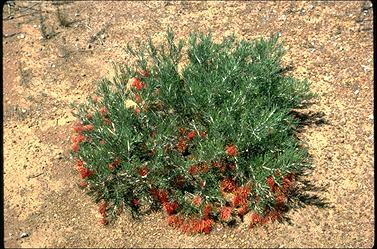 APII jpeg image of Grevillea beardiana  © contact APII