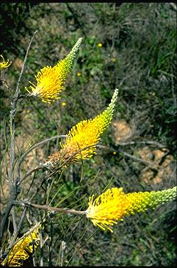 APII jpeg image of Grevillea eriostachya  © contact APII