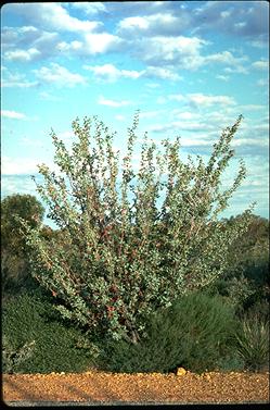 APII jpeg image of Grevillea insignis  © contact APII