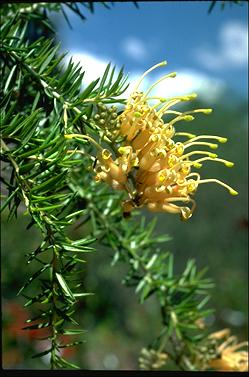 APII jpeg image of Grevillea juniperina 'Molonglo'  © contact APII