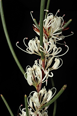 APII jpeg image of Hakea rostrata  © contact APII