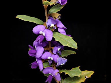 APII jpeg image of Hovea chorizemifolia  © contact APII