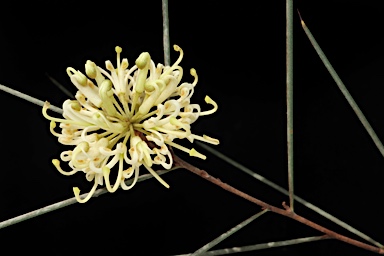 APII jpeg image of Hakea tephrosperma  © contact APII