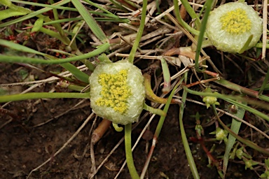 APII jpeg image of Myriocephalus rhizocephalus  © contact APII