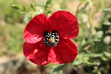 APII jpeg image of Papaver hybridum  © contact APII