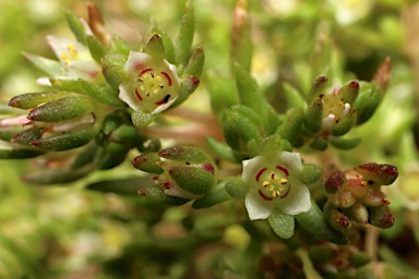 APII jpeg image of Crassula decumbens  © contact APII