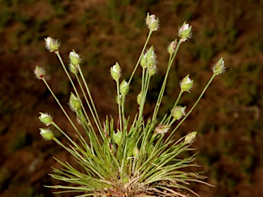 APII jpeg image of Centrolepis strigosa subsp. strigosa  © contact APII