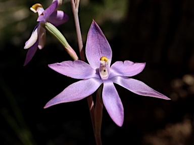 APII jpeg image of Thelymitra megcalyptra  © contact APII