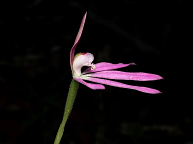 APII jpeg image of Petalochilus fuscatus  © contact APII