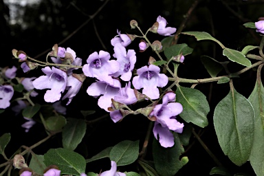 APII jpeg image of Prostanthera ovalifolia  © contact APII