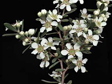 APII jpeg image of Leptospermum brevipes  © contact APII