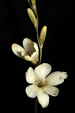 APII jpeg image of Tritonia gladiolaris  © contact APII