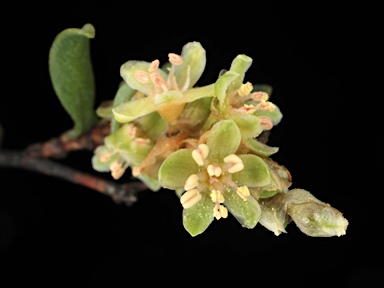 APII jpeg image of Muehlenbeckia tuggeranong  © contact APII