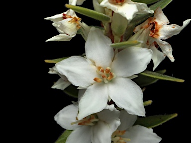 APII jpeg image of Epacris decumbens  © contact APII