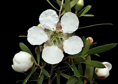 APII jpeg image of Leptospermum variabile  © contact APII