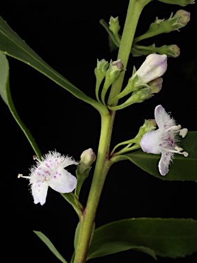 APII jpeg image of Myoporum caprarioides  © contact APII