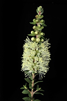 APII jpeg image of Melaleuca squarrosa  © contact APII