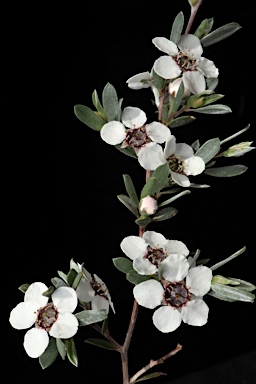 APII jpeg image of Leptospermum jingera  © contact APII