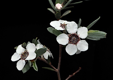 APII jpeg image of Leptospermum jingera  © contact APII