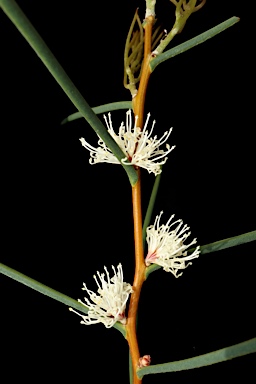 APII jpeg image of Hakea mitchellii  © contact APII