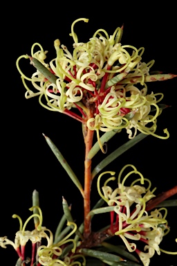 APII jpeg image of Hakea commutata  © contact APII